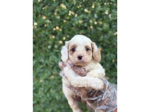 Cavapoo yavrularım
