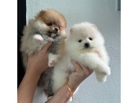 Pomeranian boo köpeği
