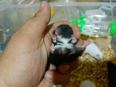 Rengarenk syria hamster yavrular