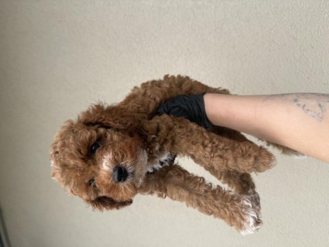 Toypoodle bebeklerim 