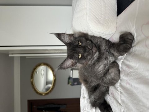Ayşe arık farkıyla maine coon