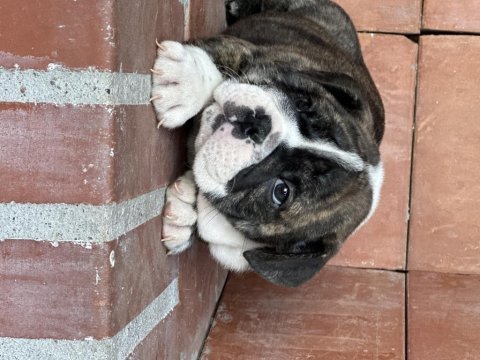 Harika anatomi ingiliz bulldog