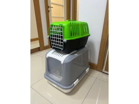 British shorthair 1 yaşında