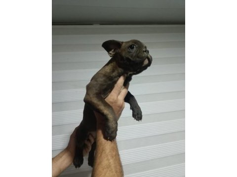 French bulldog yavruları gençlik aşıları tam