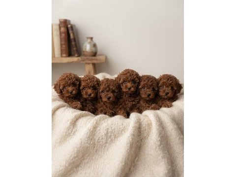 Toy poodle yavru köpeği
