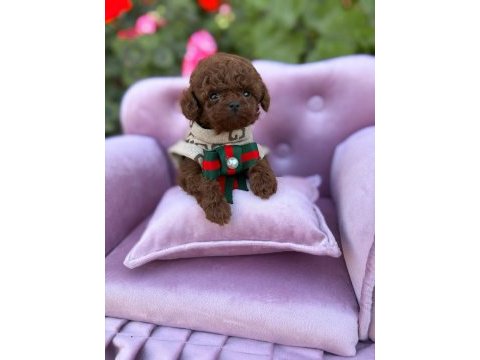 Teacup kore poodle