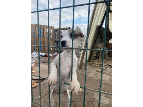 Jack russell melezleri için acil yuva sıcak yuvaları olsun