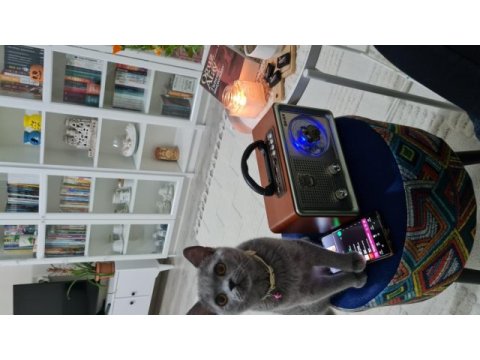 British shorthair dişi kedimiz