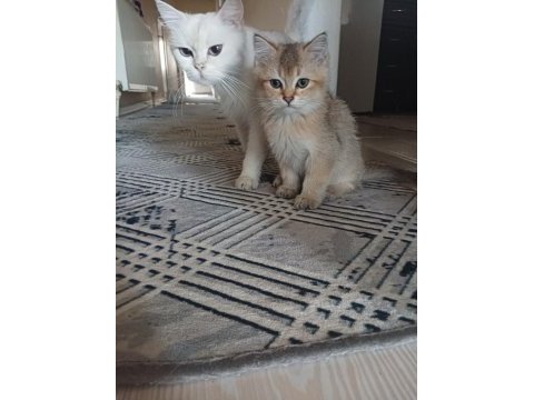 Uysal oyuncu 3 dişi ve 1 erkek british longhair yavrular