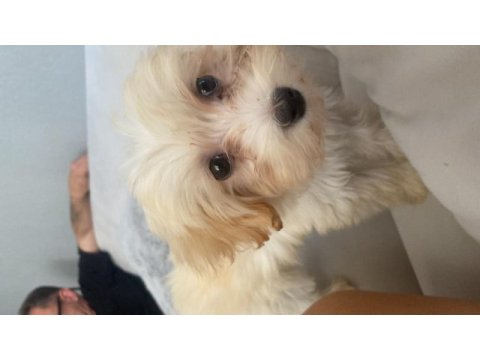 Yavru maltipoo