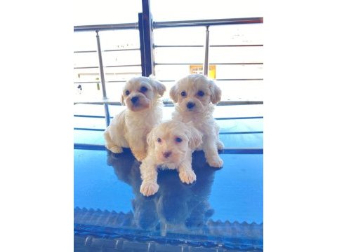 Ev doğumu maltese bebek köpeğimiz