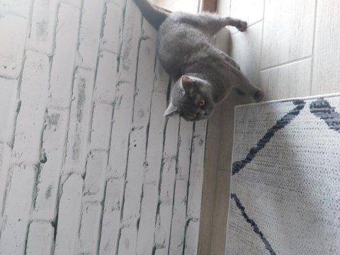 British shorthair uysal kedimiz