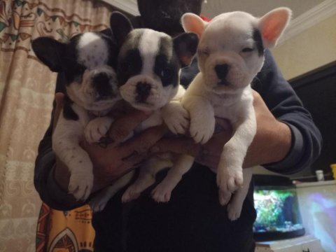 1,5 aylık dişi french bulldog yavrularımız
