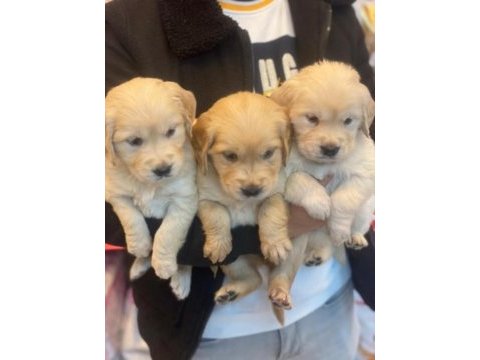 Bebek yüzlü golden retriever bebekler