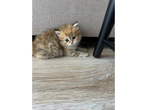 1 aylik british longhair bebik kedimize yuva arıyoruz.