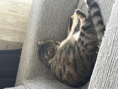 Scottish melezi son 1 hafta yoksa sokağa bırakılacak
