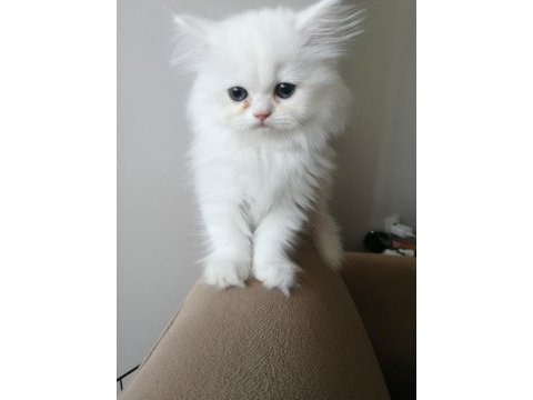 Kar beyaz british longhair dişi