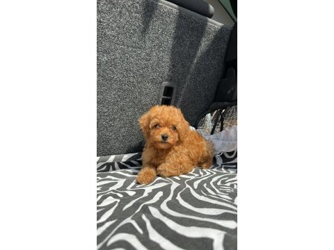 Ev üretimi kg garantili toy poodle yavrularımız