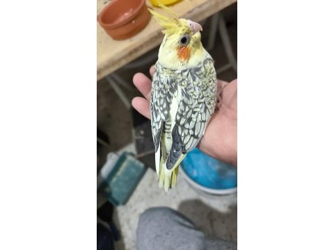 Sultan papağanı yavruları 2 aylik çiftler