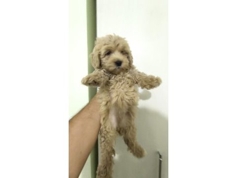 Maltipoo yavrular