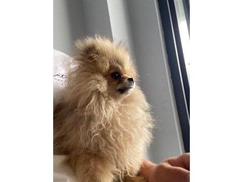 0 boy a kalite pomeranian boo sahibinden