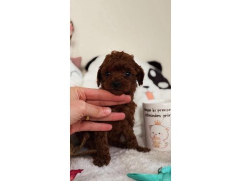 Teacup poodle yavrumuz