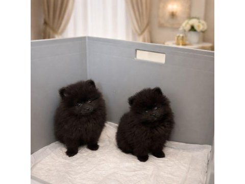 İki kardeş ikiside erkek pomeranian