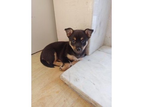 Minyatür pinscher dişi