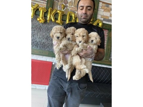 Shoooowwww kalite toy poodle yavrular ankara mağazamızda
