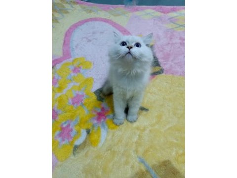 Safkan minik kediler