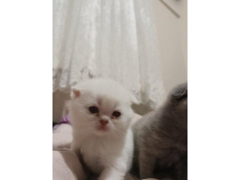 British shorthair iki tane 21 günlük