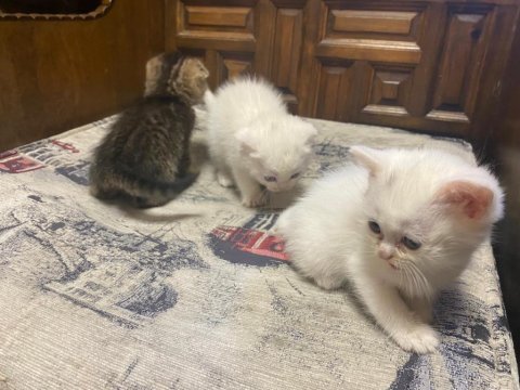 British shorthair kedilerimiz