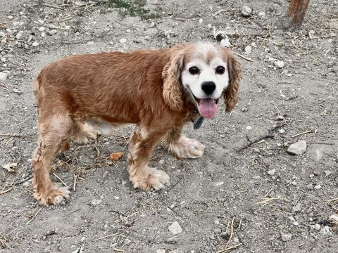 Konya american cocker köpeğimiz