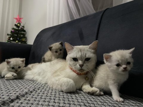 Güzel british shorthair bebeklerim yuvalarına gitmeye hazır