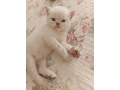 British shorthair kedi yavrusu