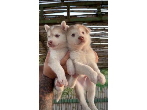 Husky yavruları