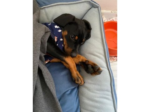 3 aylık erkek doberman aşıları ve tüm bakımı tamam