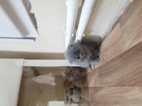 Safkan orjinal british shorthair yavrular