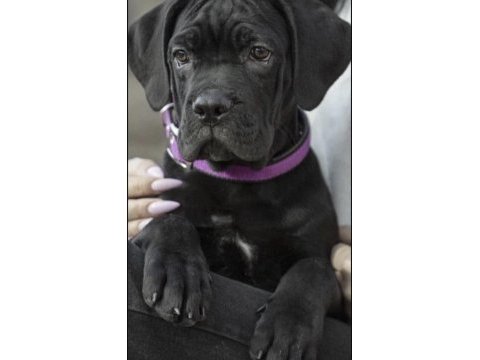 Cane corso köpekler