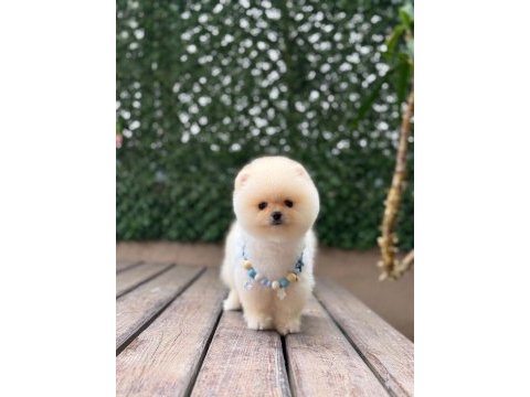 Muhteşem güzellikte pomeranian boo yavrular