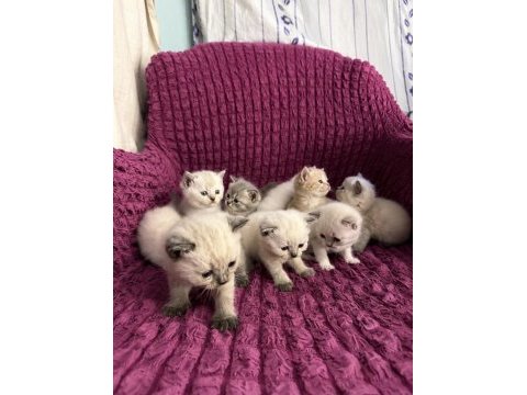 Dünya güzeli british bebeklerimiz