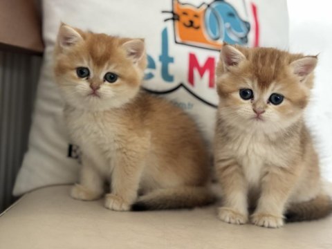Ankaranın en elit golden british shorthair yavruları