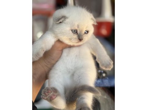 A kalite scottish fold ve british shorthair yavrularımız