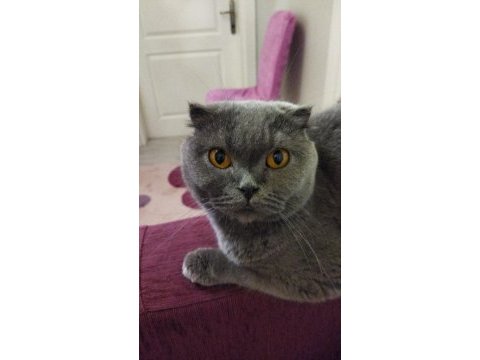 5 yaşında scotitsh straight yeni sahibini arıyor.