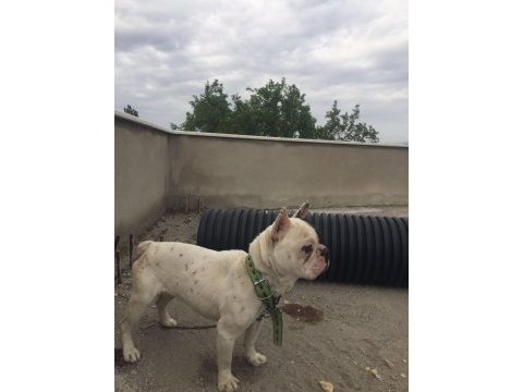 Ücretli verilecek köpeğimiz