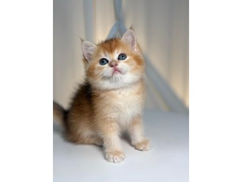 Golden british shorthair