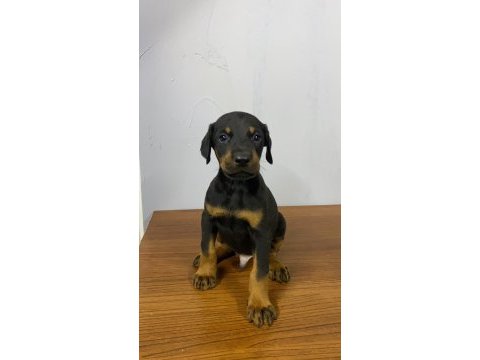 Estetikli veya estetiksiz doberman yavrular