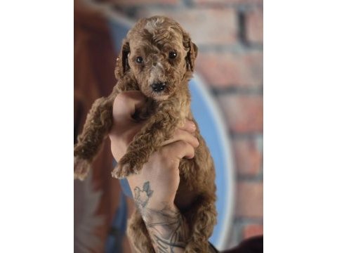 Ruhsatlı çiftliğimizden dev poodle yavruları
