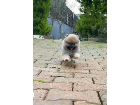 Dişi 3 aylık teacup boy teddy bear garantili pomeranian