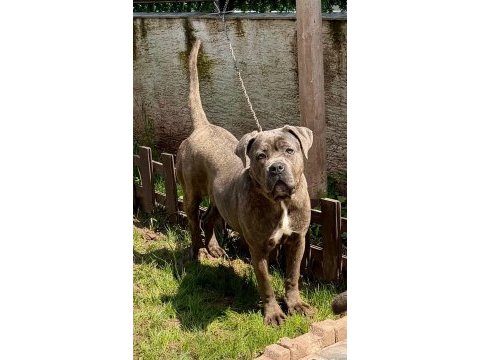 Cane corso dişi